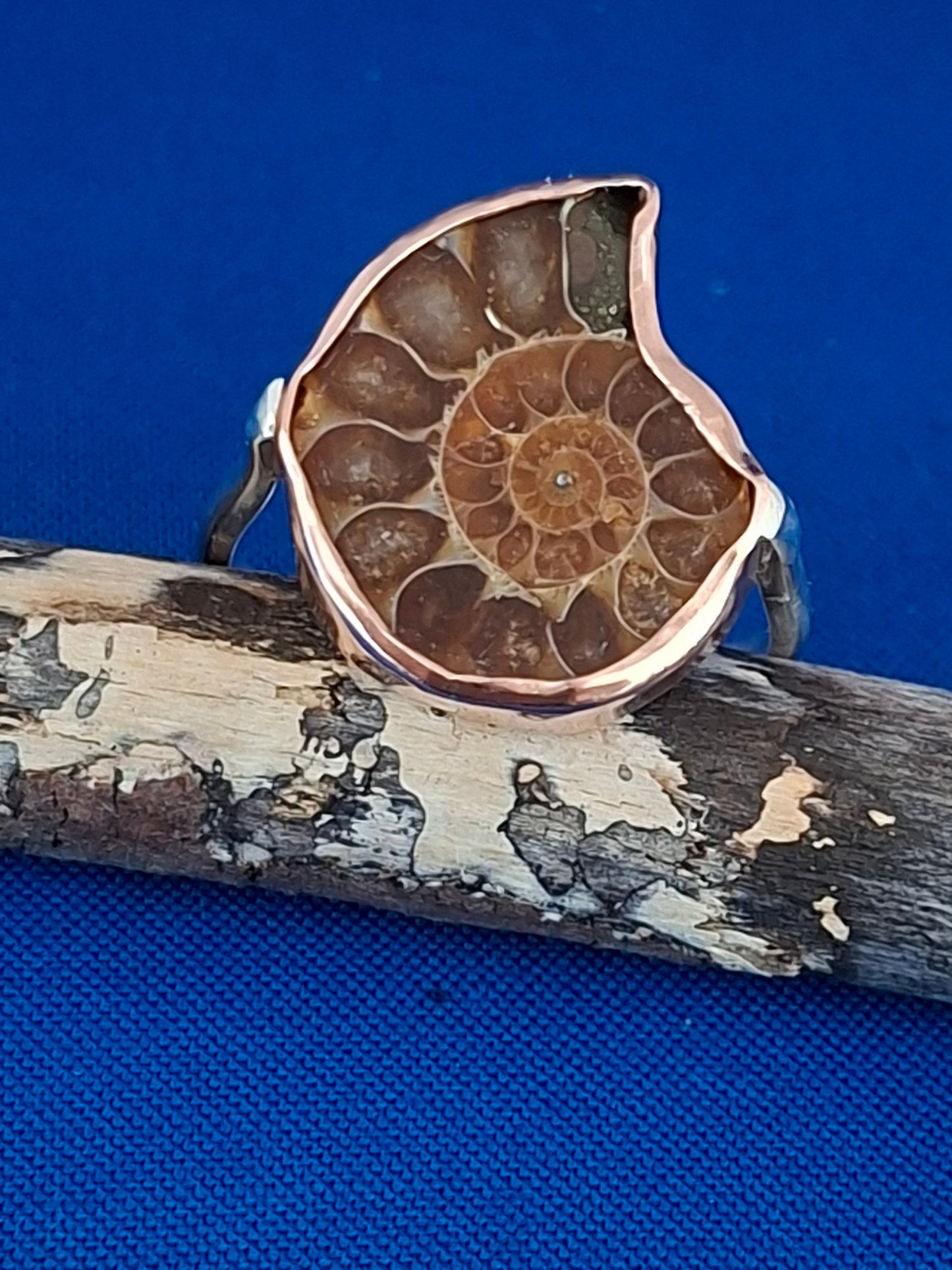 Silver Ring with Ammonite Fossil Handset in Copper